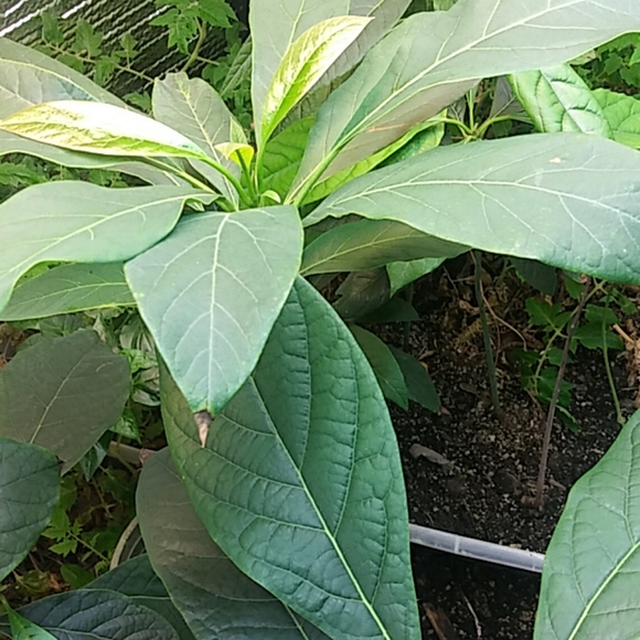 Avocado - Picture 3 of 10